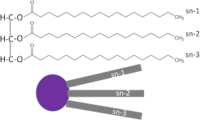 Image result for Triglyceride