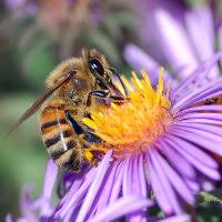 Image result for Sporobolus tenuissimus