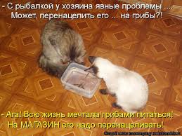 Котоматрица: Поиск котоматрицы