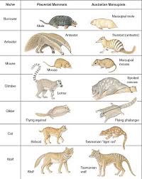 Parallel Evolution Between Marsupials And Placentals Home