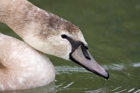 But if this does happen, it could trigger a pandemic. Bird Flu Ulverston Canal Swans Confirmed To Have H5n8 Bbc News