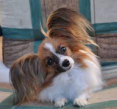papillons vom schneebergparadies schneebergpapillon papillon hund papillon welpen babyhunde