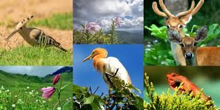 Maybe you would like to learn more about one of these? 16 Flora Dan Fauna Yang Unik Dan Langka Yang Mungkin Tak Pernah Disangka Ada