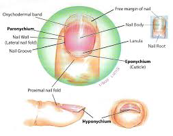 Image result for paronychium