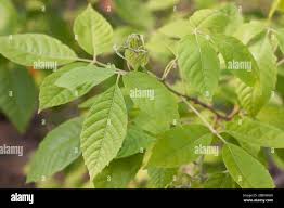 Image result for Allophylus