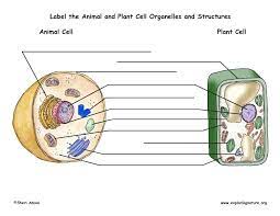 We've provided a free reference chart to pair up with the plant cell worksheet. 34 Label Animal Cell Worksheet Labels For Your Ideas