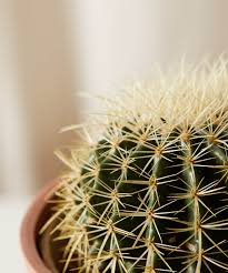 Plants that do not get enough sunlight will grow slowly and fail to thrive. Buy Potted Golden Barrel Cactus Indoor Plant Bloomscape