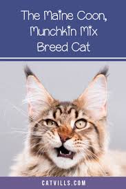 The best way to be sure if you have a mix between a munchkin and a maine coon is with a dna breed test. Pin On Pets