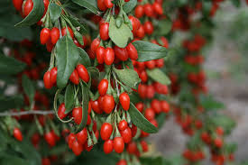Image result for Goji Berries