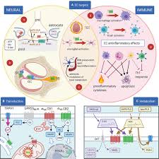 See what carmen silvia tanasescu (carmentanasescu) has discovered on pinterest, the world's biggest collection of ideas. Frontiers Cannabinoids Inner Ear Hearing And Tinnitus A Neuroimmunological Perspective Neurology