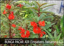 Maybe you would like to learn more about one of these? Bunga Pacar Air Impatiens Balsamina L Mengenal Morfologi Dan Klasifikasi