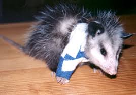 Orphaned Or Injured Opossum Opossum Society Of The United