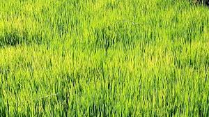 Maybe you would like to learn more about one of these? Jardin Les Etapes Pour Creer Un Gazon