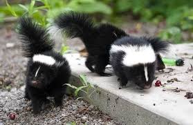 Also, attempt to find out whether the skunk has a den in the yard during the day by following its tracks. 4 Easy Ways To Get Rid Of Skunks Under Your Shed My Backyard Life