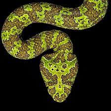 The Amazing Mangshan Viper Protobothrops Mangshanensis Credit Cristopher Gillette Protobothrops Protobot Venomous Animals Reptiles And Amphibians Lizard