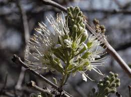 Image result for Combretum psidioides