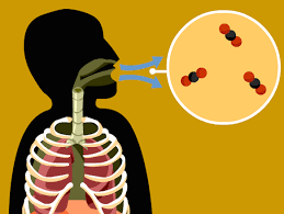 Where does cellular respiration take place in the cell? Cellular Respiration Brainpop