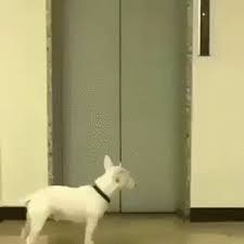 Animirovannoe Foto Video Cute Animals Cute Funny Animals Funny Animals Teach your dog to wait at the door. animirovannoe foto video cute animals cute funny animals funny animals