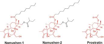 Image result for Croton megalobotrys