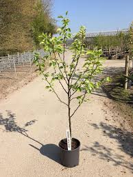 Shinko has a crisp, refreshingly sweet flavor and is a valuable landscape addition because of its profuse white bloom, grey bark and green shiny leaves. Buy Shinseiki Asian Pears Pyrus Domestica Shinseiki Online From Uk Supplier Of Garden Fruit Trees
