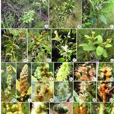 Image result for Croton polytrichus
