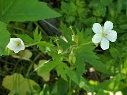 Image result for Geraniaceae