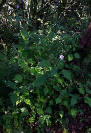 Image result for Mimulopsis solmsii