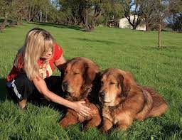 Puppy board and train bay area. Dog Board And Train Superdog Service Dogs