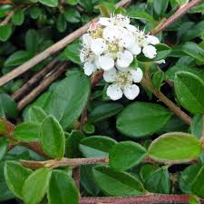 Je to vždyzelená rostlina, která není náročná na stanoviště. Cotoneaster Dammeri