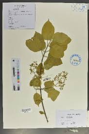 Image result for Premna mooiensis