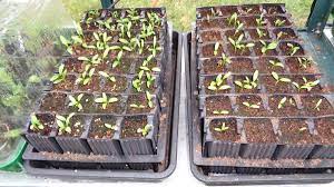 Thin after emergence to the strongest seedling. Snow Again Parsnips Successfully Germinated Allotment Garden Diary