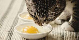 Check spelling or type a new query. 3 Manfaat Kuning Telur Untuk Makanan Kucing Peliharaan Pintarpet