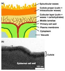 Check spelling or type a new query. Biosynthesis Of Plant Lipid Polyesters