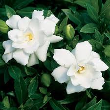 Gardenia Prostrata Gardenia Jasminoides Dwarf Night Bloomer All Summer August Gardenia Beautiful Flowers Plants