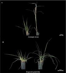 Image result for Eragrostis humidicola