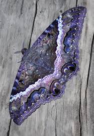 Black And Purple Butterfly Species Pin By Dorene O Neil On Butterflies Moths And Dragonflies Butterfly Species Butterfly Photos Beautiful Butterflies