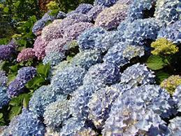 Also, deadheading will help your plant to get that healthy look which is quite important. Hydrangea In Winter Preparing For The Winter Pruning And Covering For The Winter