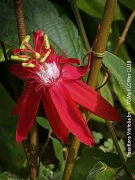 Image result for Passiflora vitifolia