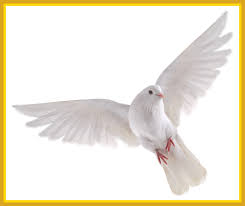 Holy spirit dove vector clipart and illustrations (1,810). Download Best Holy Spirit Dove Clip Art Of Flying In Front You White Dove No Background Full Size Png Image Pngkit