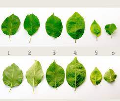Start studying tree leaf identification. Quiz Tree Leaf Identification Hardy Fruit Tree Nursery Facebook