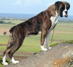 Cute Dogs Pets Brindle Boxer Dogs Pictures Boxer Dog Pictures Boxer Dogs Brindle Brindle Boxer