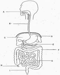 Digestive System Diagram No Labels Beautiful Blank Human Body Digestive System To Pi Digestive System Worksheet Human Digestive System Digestive System Diagram