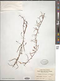 Image result for Xenostegia medium