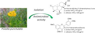 Image result for Psiadia punctulata