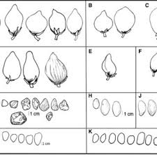 Image result for Pentadesma reyndersii
