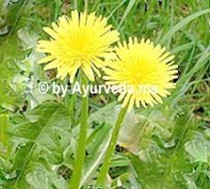 Simhadanti Dandelion Ayurveda Herbs