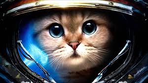 Cat Desktop Wallpapers Jpg Astronaut Cat Space Cat Animals