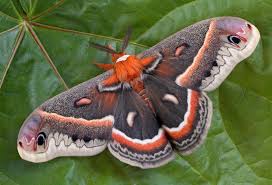 Image result for Cecropia