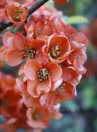 Dreamstime is the world`s largest stock photography community. Fine Art Coral Color Sephoracolorwash Flower Photos Beautiful Flowers Coral Flowers
