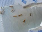 30+ nett bild teppichkäfer im bett : Larven Oder Wurmer Im Bett Und Bettkasten Hausgarten Net